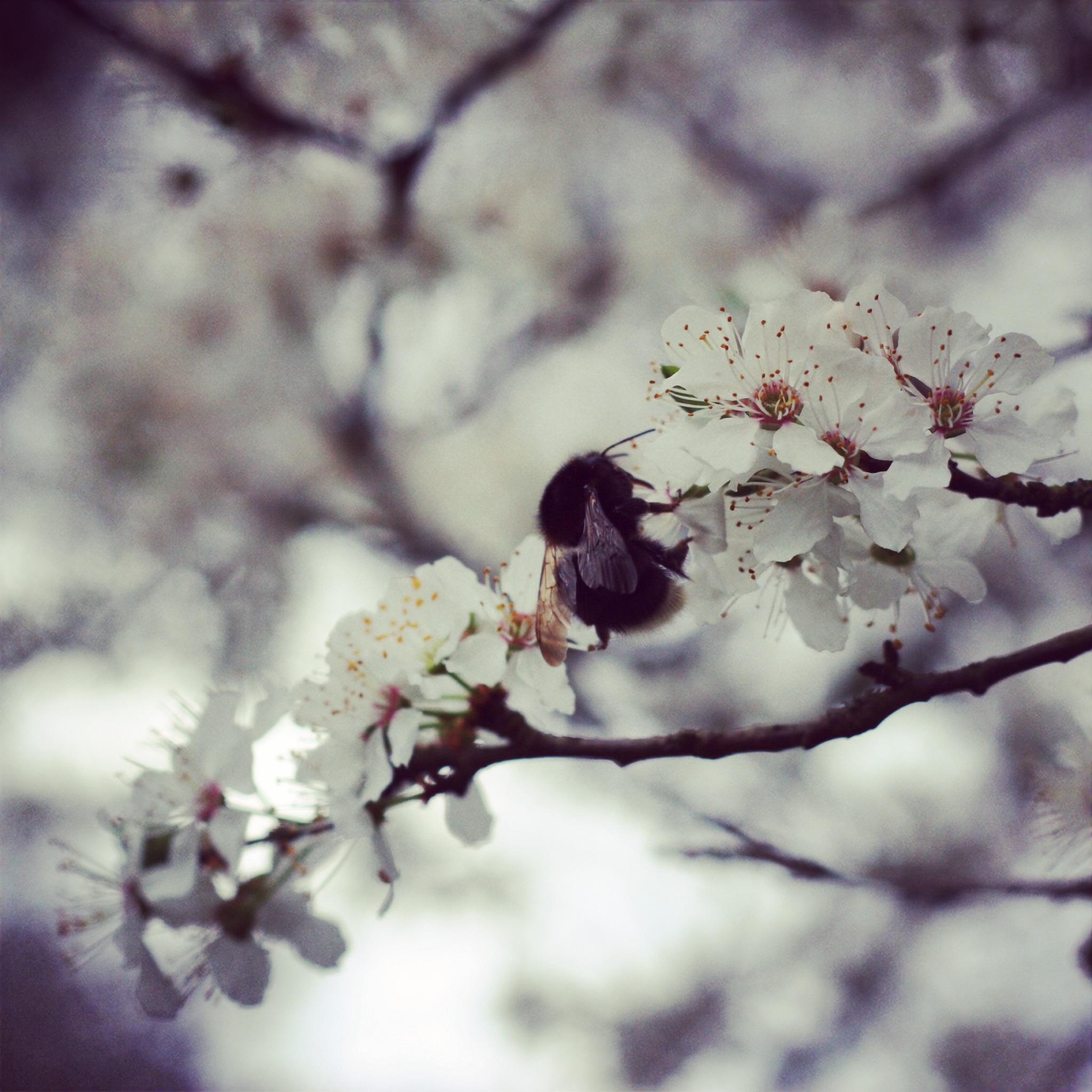 coucou j'ai le bourdon