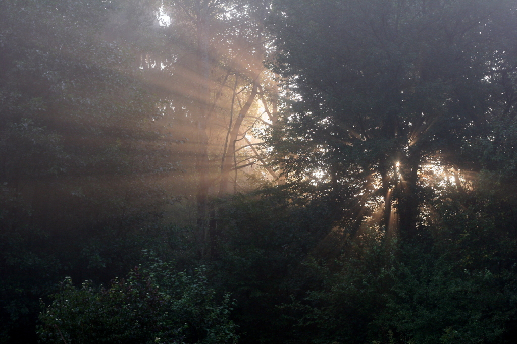 Premiers rayons, la forêt