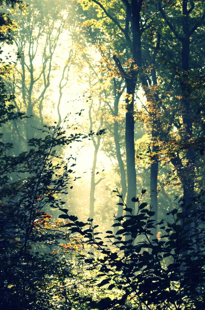 Rien à voir avec le texte mais la forêt est si jolie en ce moment.