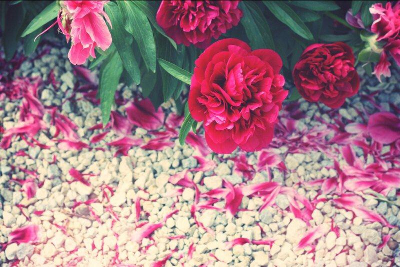 les pivoines de Louise <3