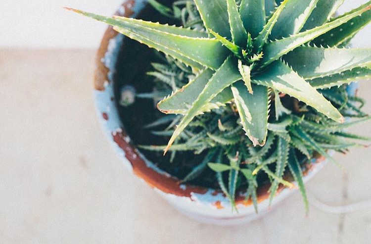 Photo chipée sur le joli Instagram de Vie de Miettes